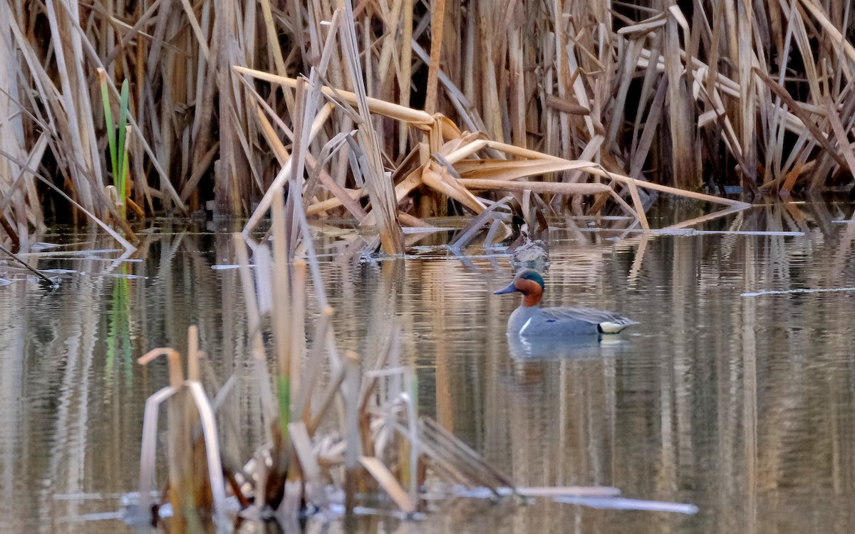 Green-winged Teal - ML440460671