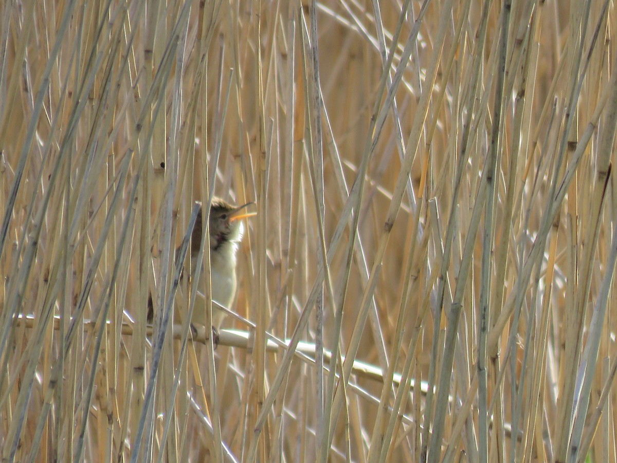 Common Reed Warbler - ML440468401
