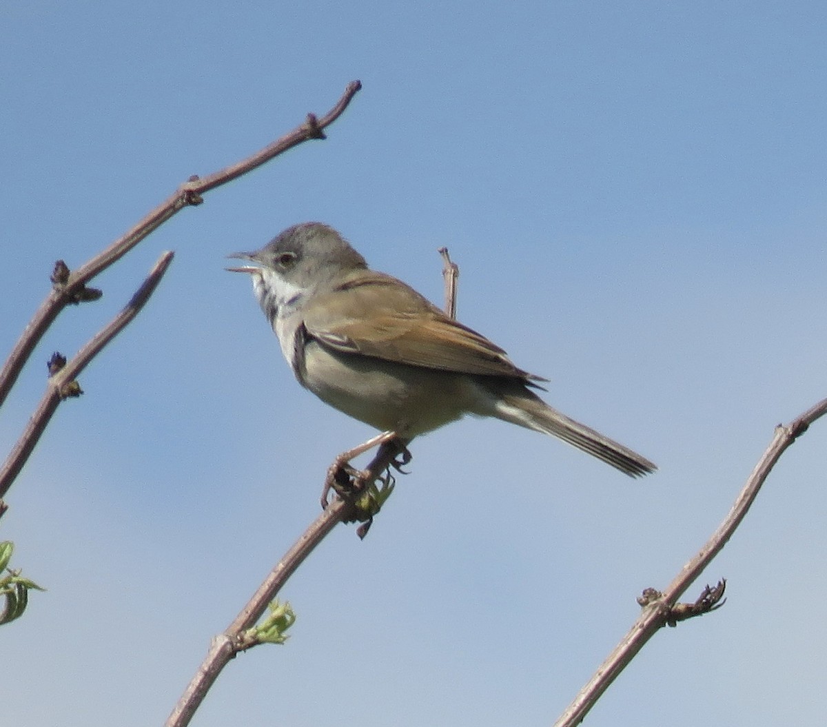 Greater Whitethroat - Brian James