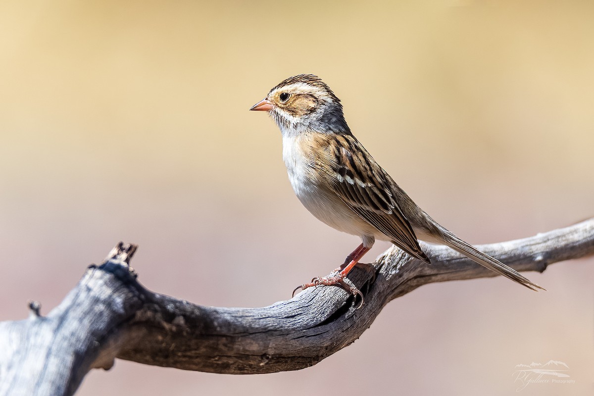 Clay-colored Sparrow - Robert Gallucci