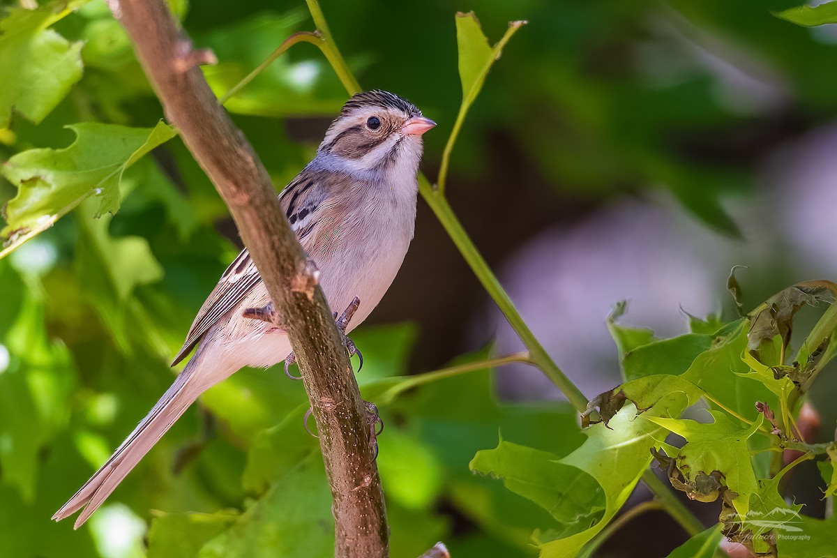 Clay-colored Sparrow - Robert Gallucci