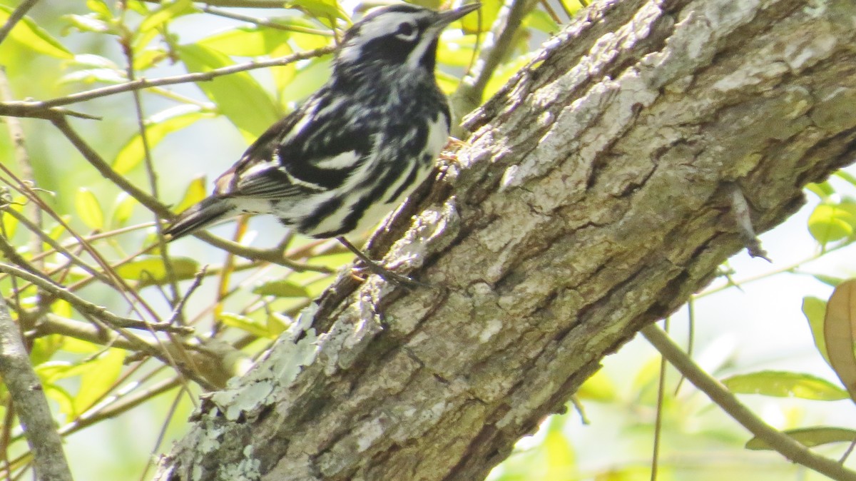 Black-and-white Warbler - ML440481091