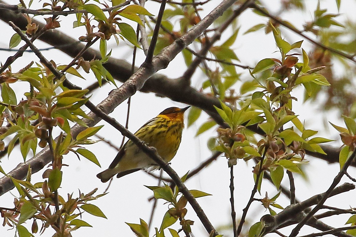 Cape May Warbler - ML440484451