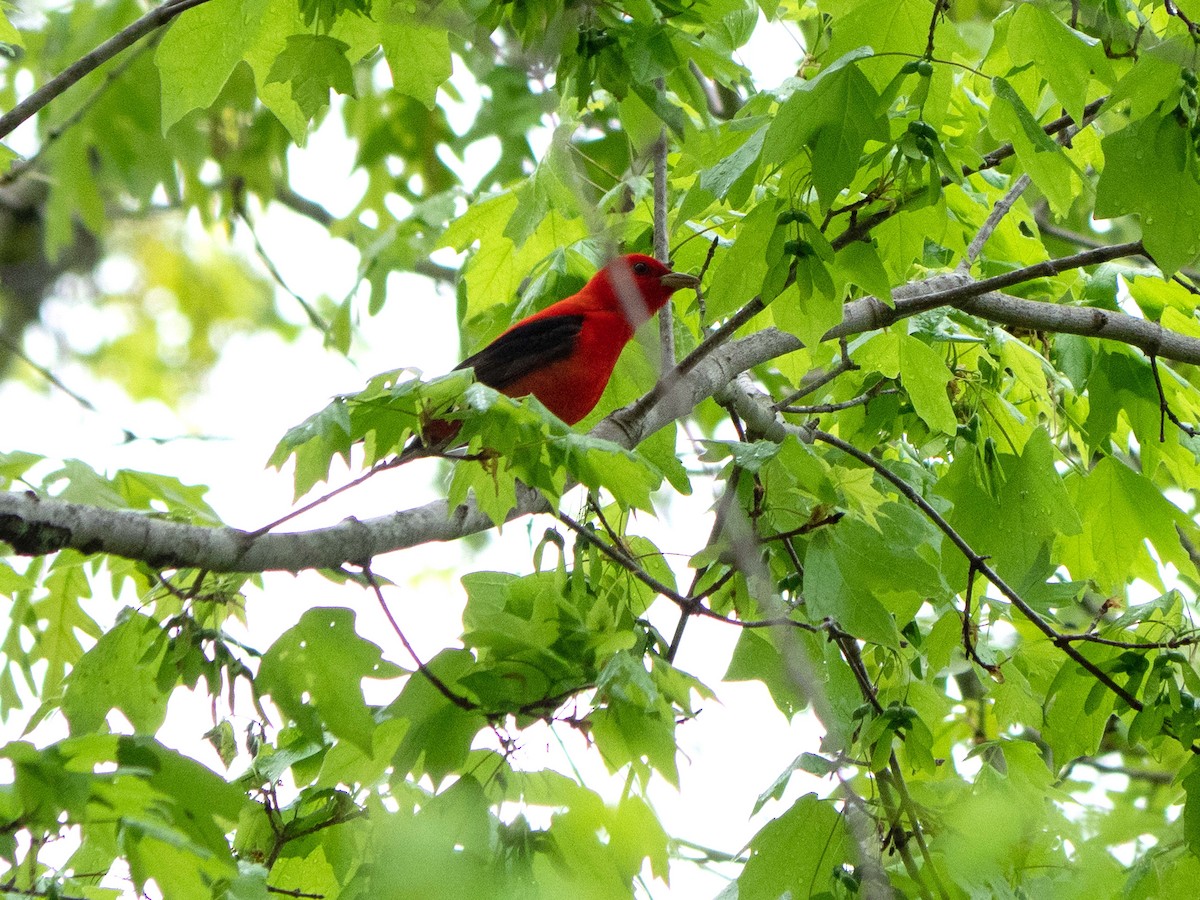 Scarlet Tanager - ML440486731