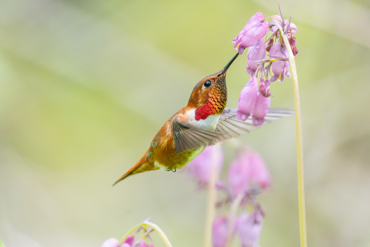 Rufous Hummingbird - ML440487571