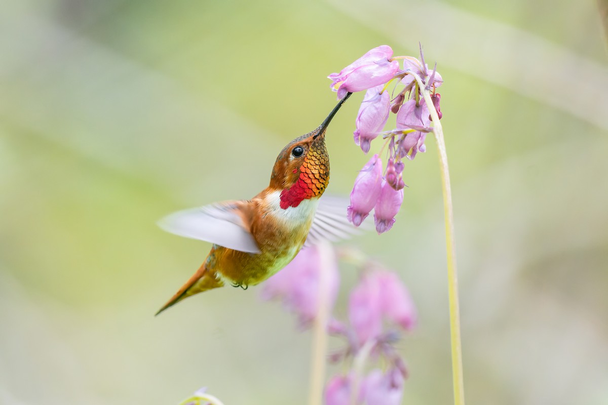 Rufous Hummingbird - ML440487631