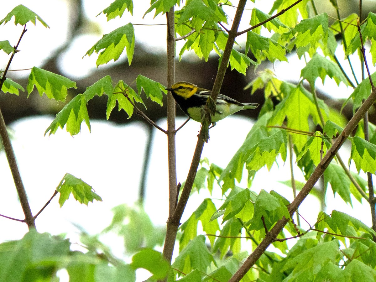 Black-throated Green Warbler - ML440489371