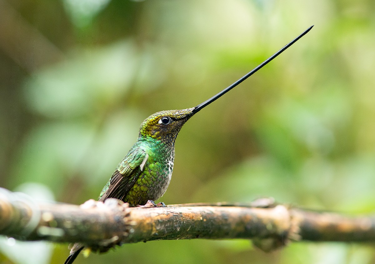 Sword-billed Hummingbird - Suzanne Labbé