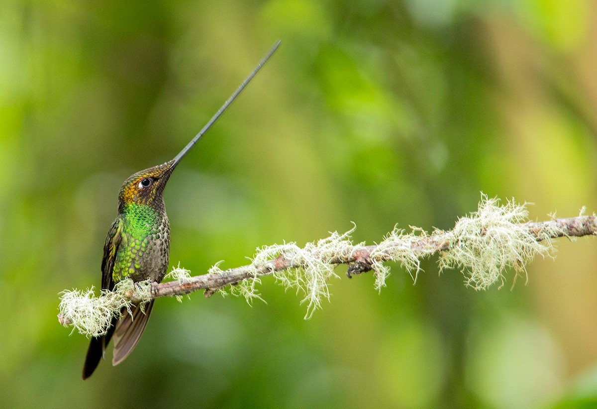 Sword-billed Hummingbird - ML44049311