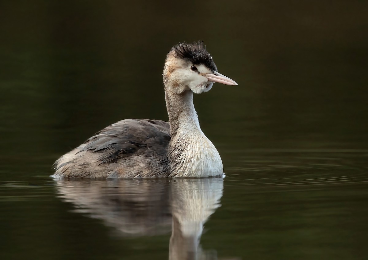 Great Crested Grebe - ML440494351