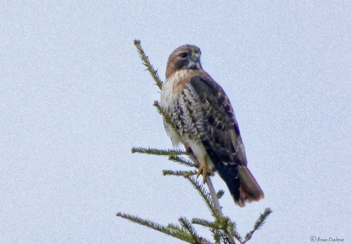 Red-tailed Hawk - ML440495731
