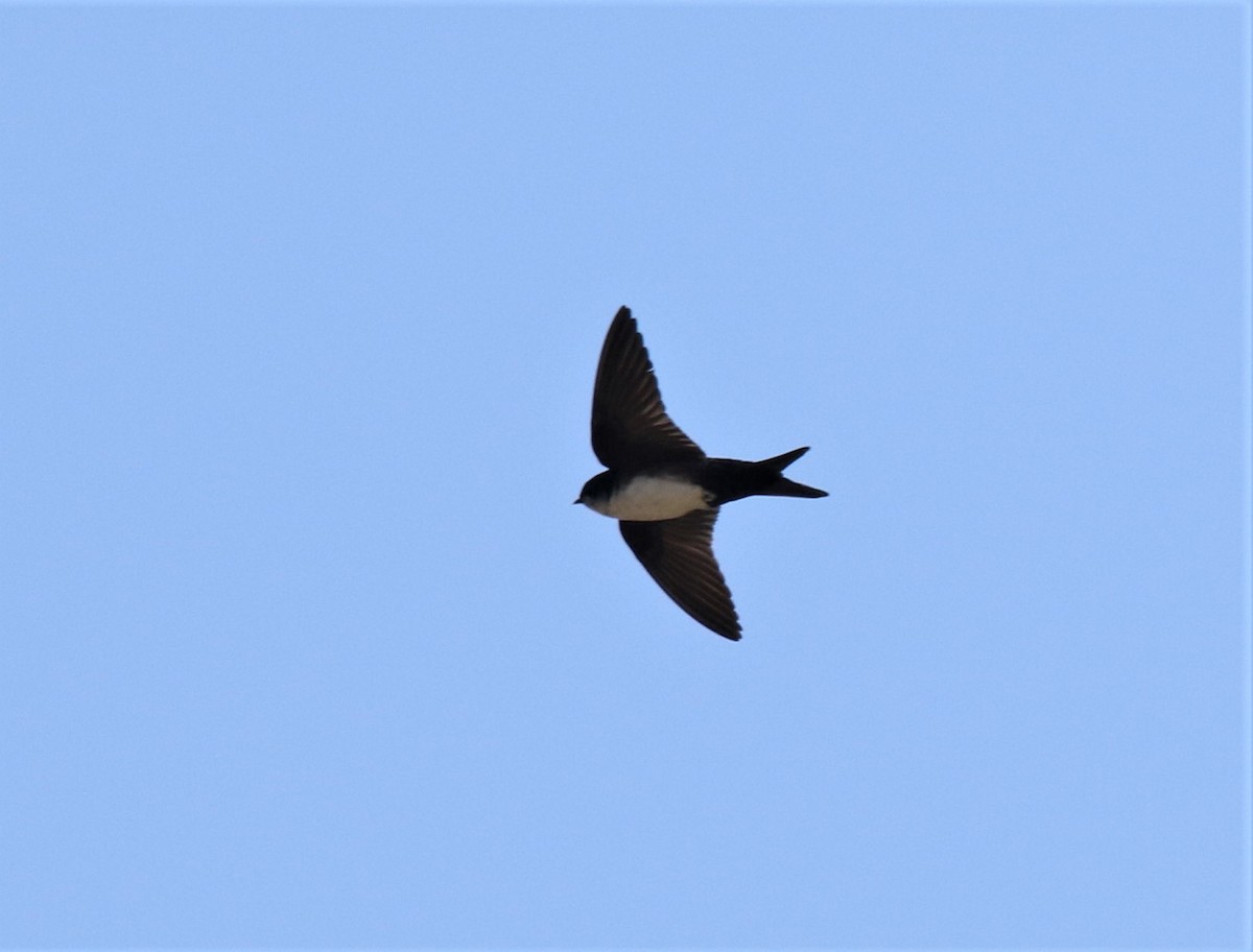 Black-capped Swallow - ML440498061