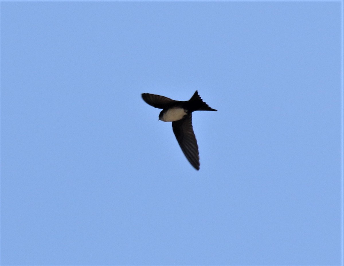 Black-capped Swallow - ML440498071