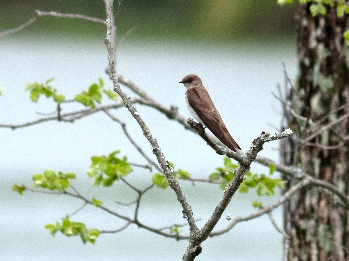 Northern Rough-winged Swallow - ML440502981