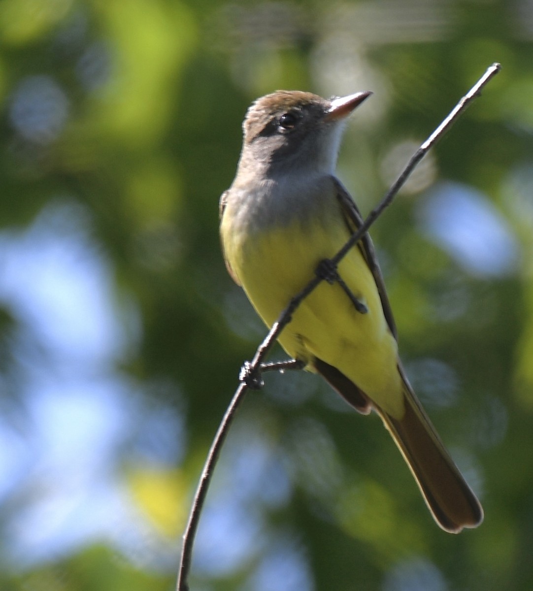 Great Crested Flycatcher - ML440503751