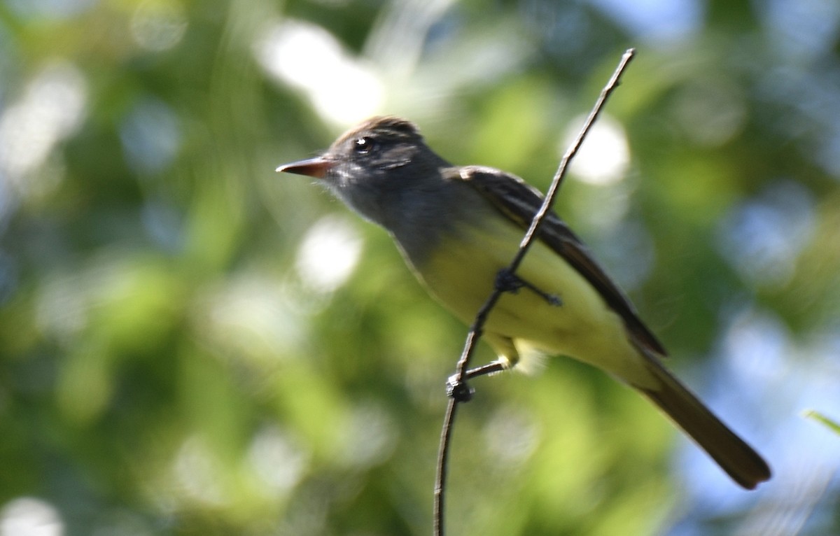 Great Crested Flycatcher - ML440503771