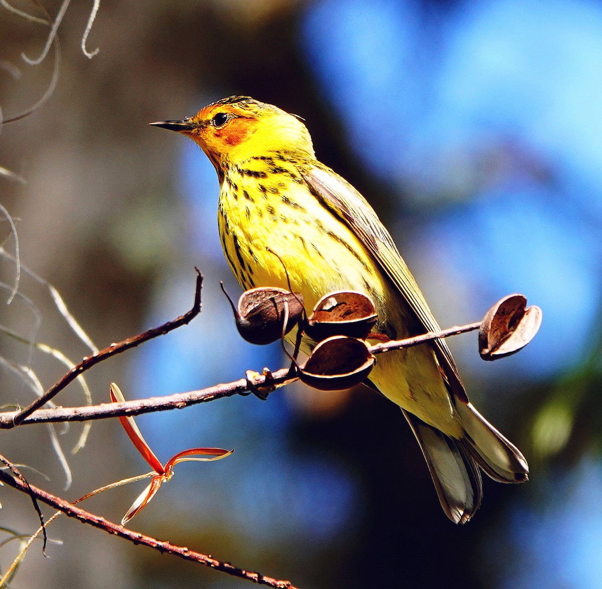 Cape May Warbler - ML440505251