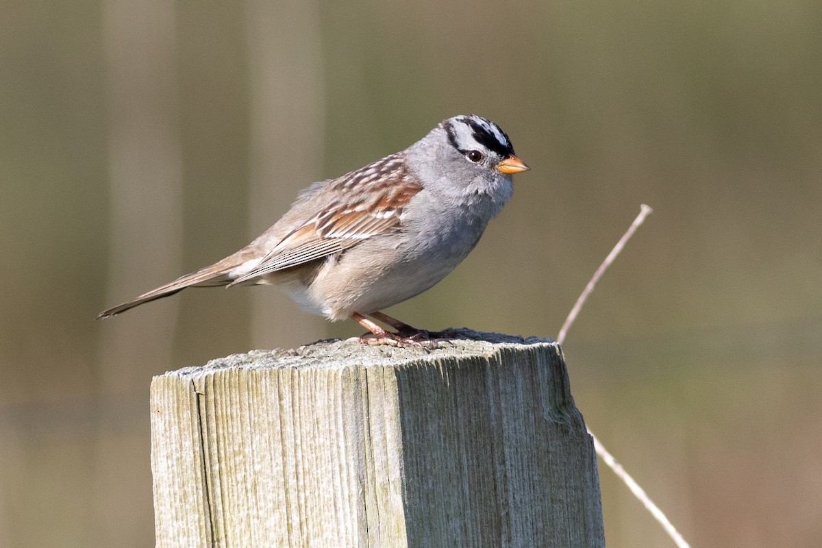 White-crowned Sparrow (Gambel's) - Rob Fowler