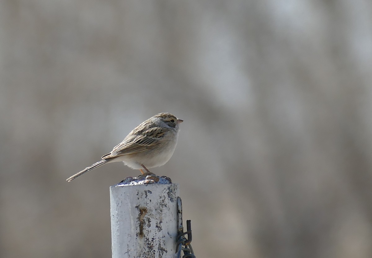 Brewer's Sparrow - Kelly Ormesher