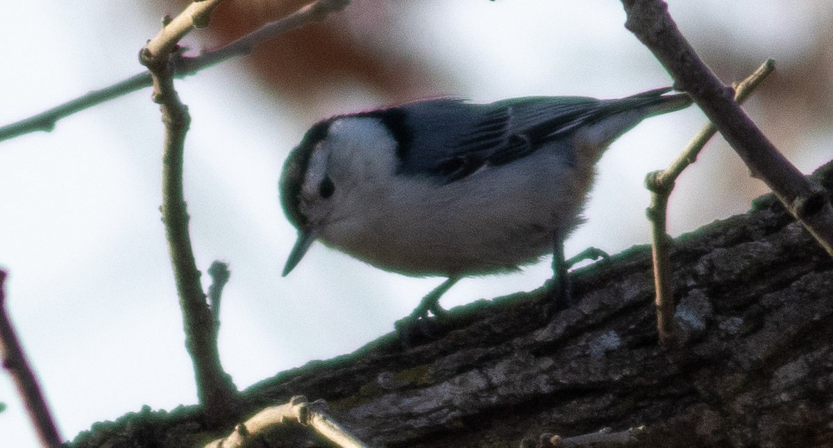 White-breasted Nuthatch - ML440518651