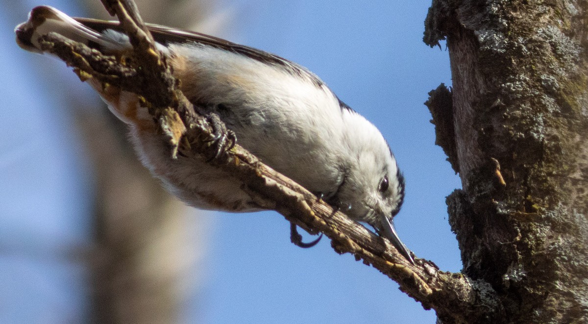 White-breasted Nuthatch - ML440518751