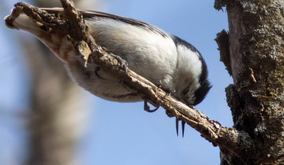 White-breasted Nuthatch - ML440519071