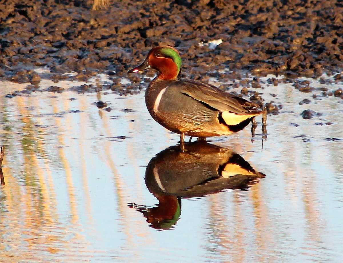 Green-winged Teal - ML440519321