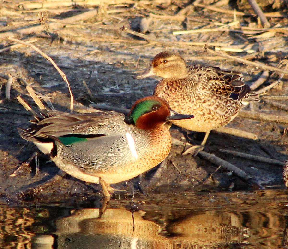 Green-winged Teal - ML440519491