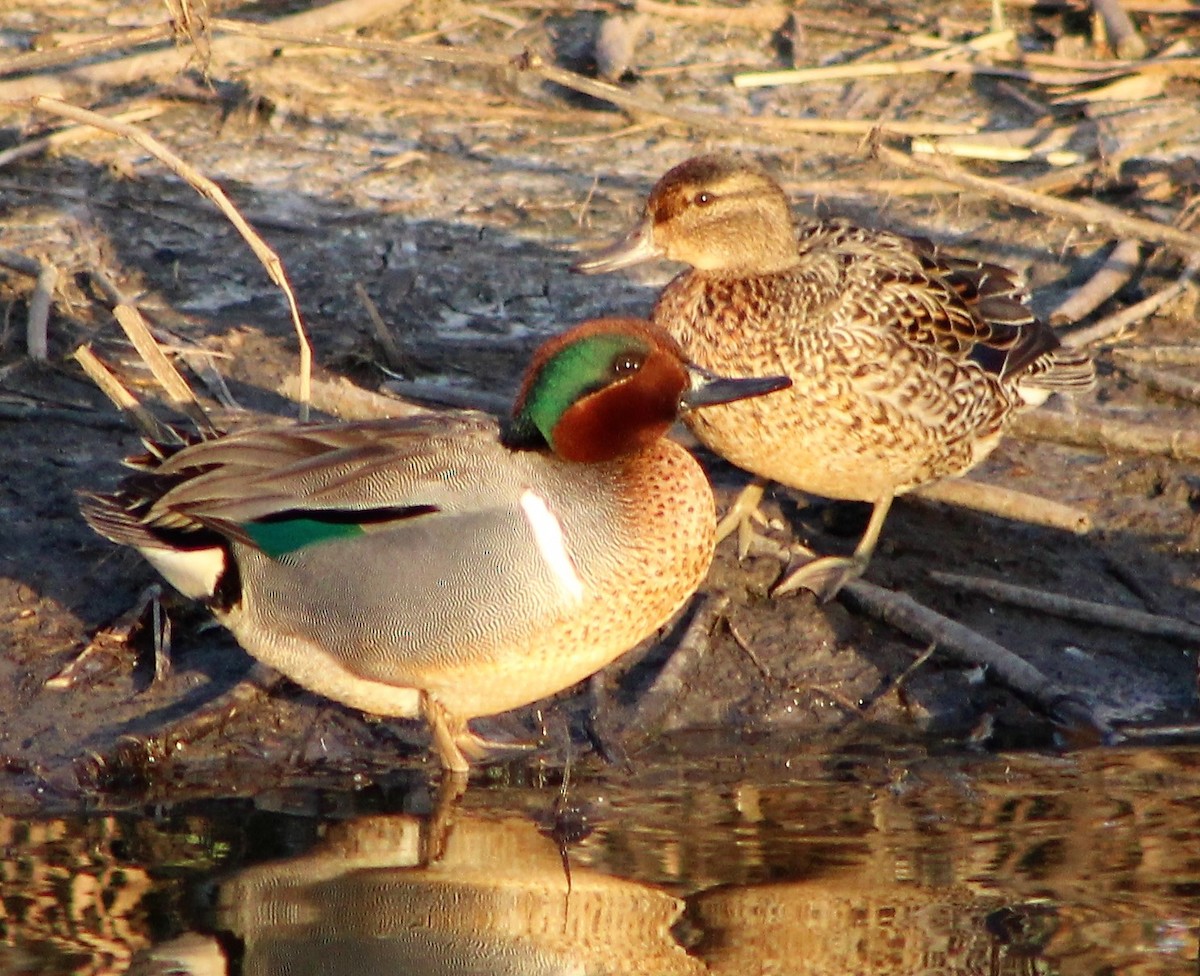 Green-winged Teal - ML440519521