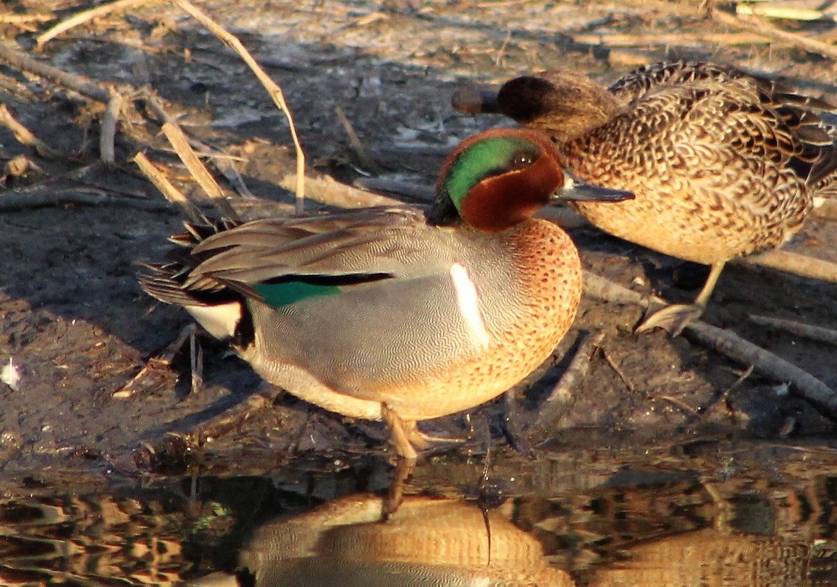 Green-winged Teal - ML440519571