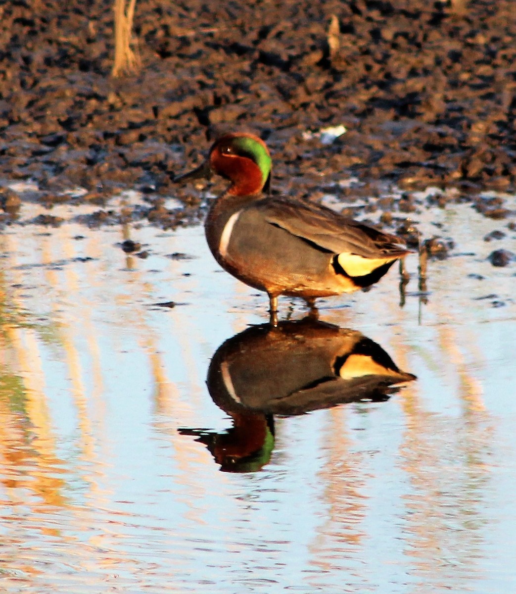 Green-winged Teal - ML440520381