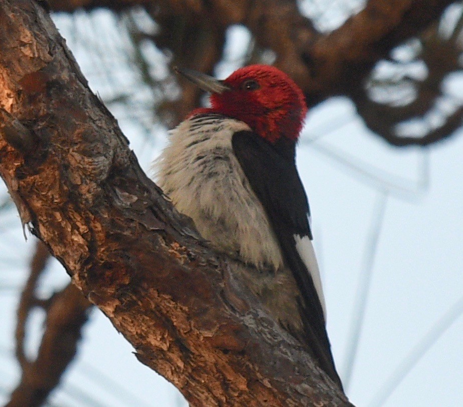 Red-headed Woodpecker - barbara segal