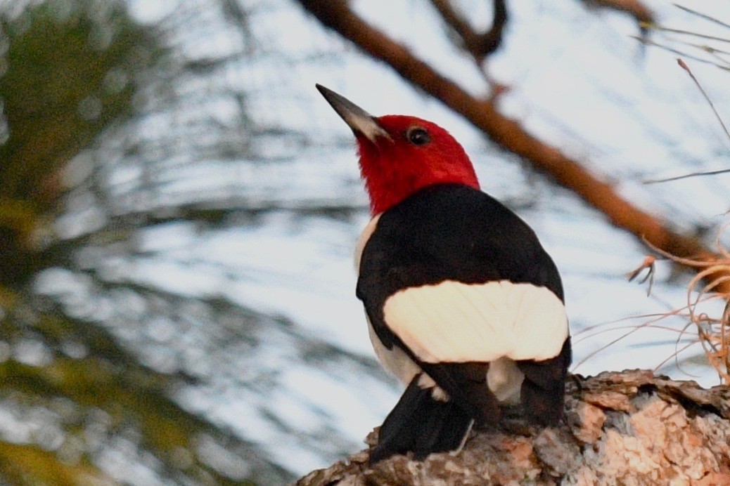 Red-headed Woodpecker - ML440521031