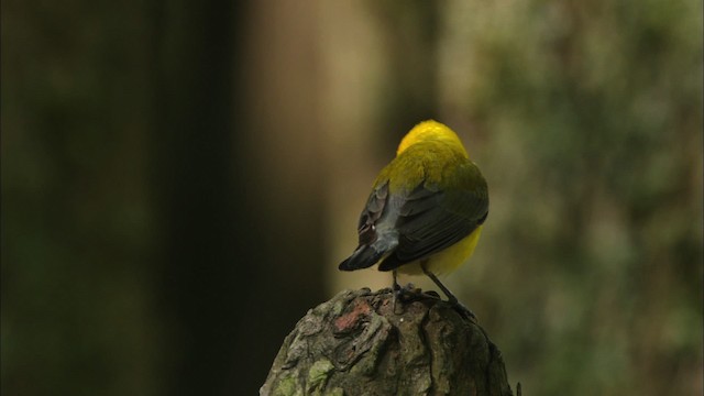Prothonotary Warbler - ML440523
