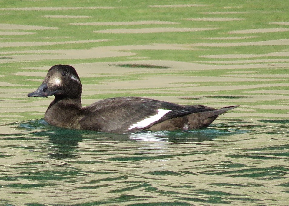 White-winged Scoter - Anne (Webster) Leight