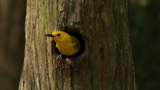 Prothonotary Warbler - ML440524