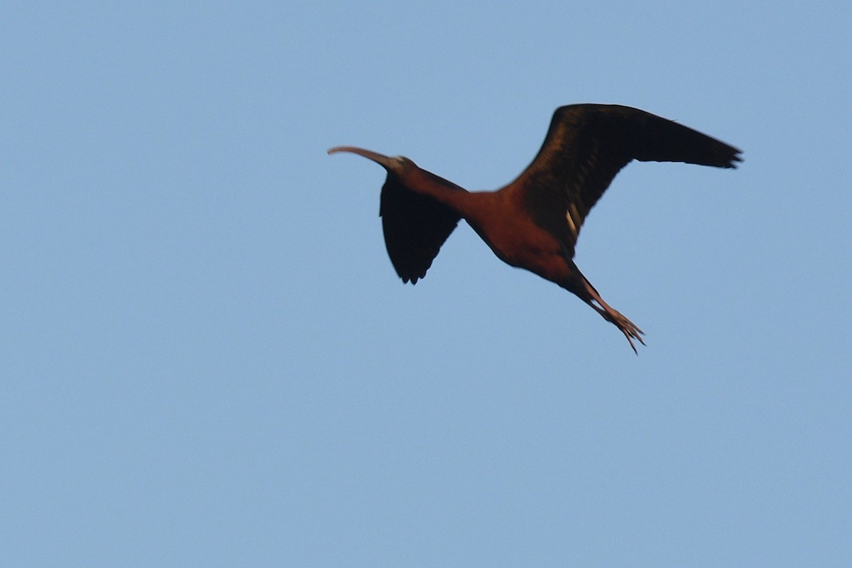 ibis hnědý - ML440524801