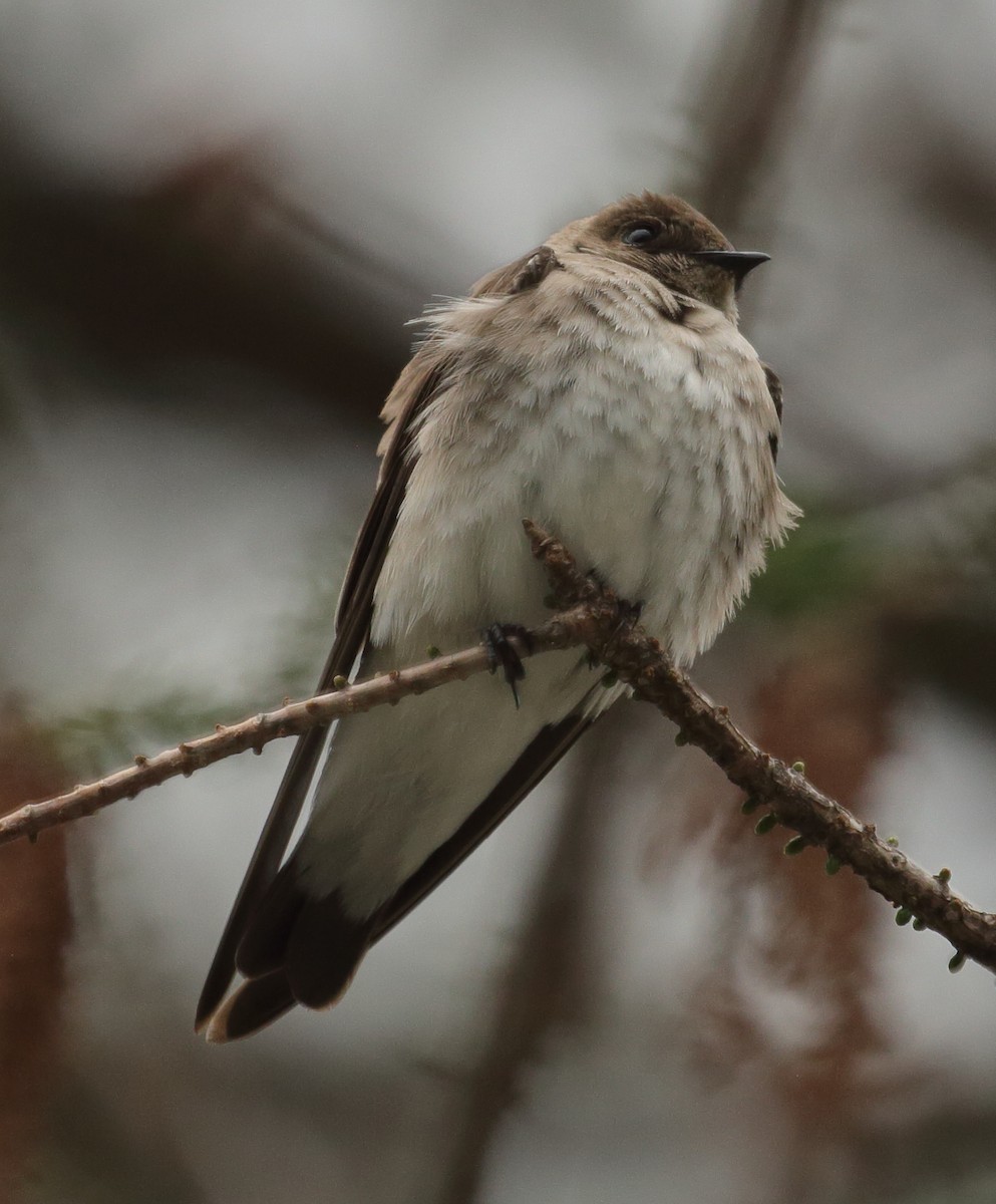 Northern Rough-winged Swallow - ML440527101