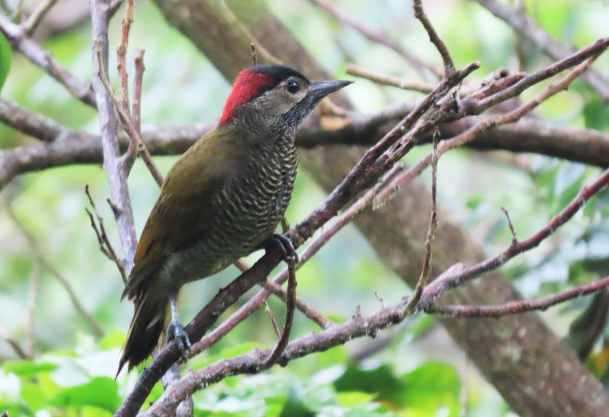 Golden-olive Woodpecker - ML440527701