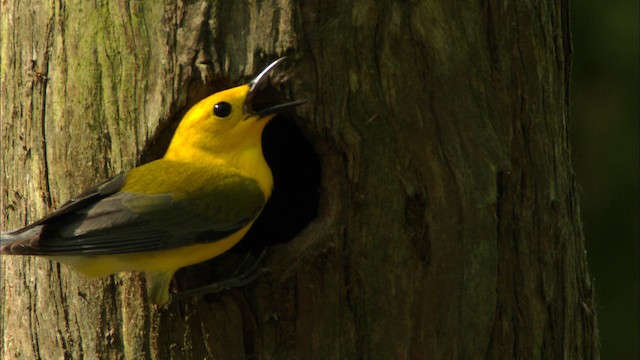 Prothonotary Warbler - ML440530