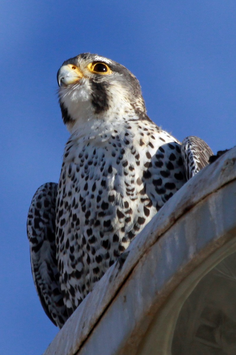 Peregrine x Prairie Falcon (hybrid) - David Blue