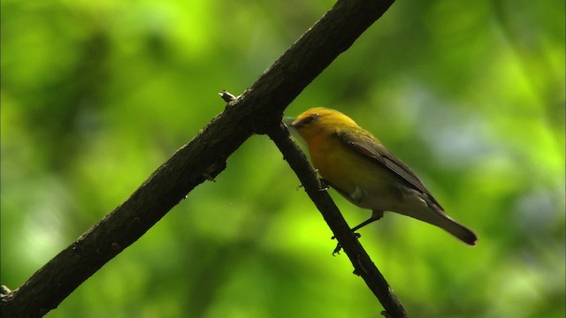 Prothonotary Warbler - ML440536