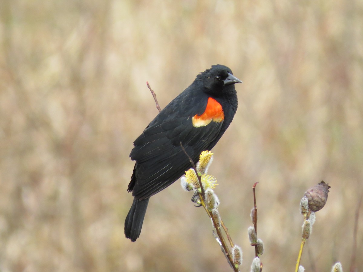 Red-winged Blackbird - Paul Frost