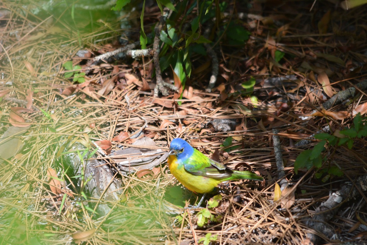 Painted Bunting - ML440549461