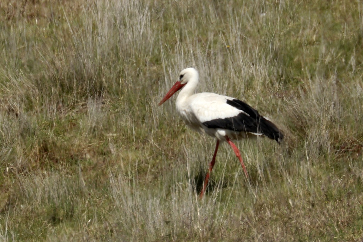 White Stork - ML440551721