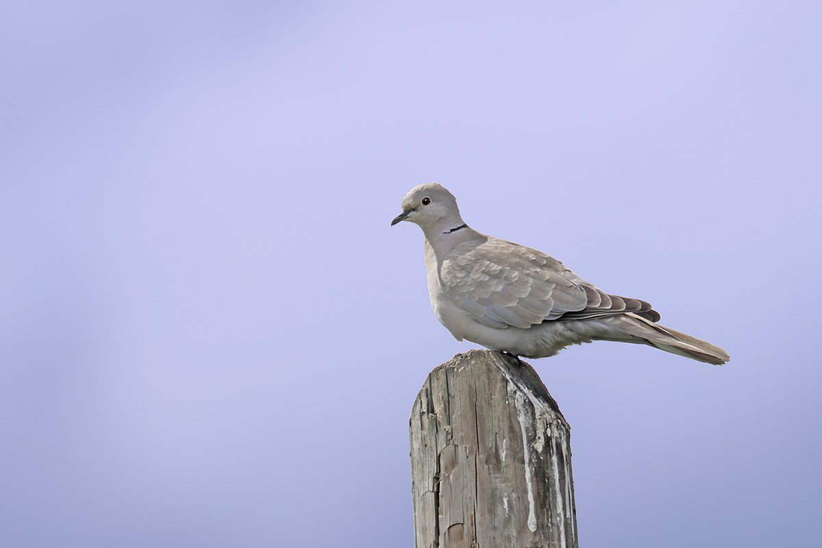 Eurasian Collared-Dove - ML440551901