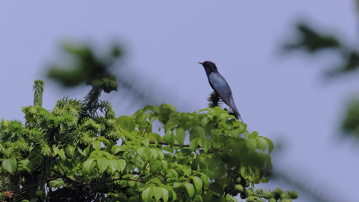 Square-tailed Drongo-Cuckoo - ML440556901