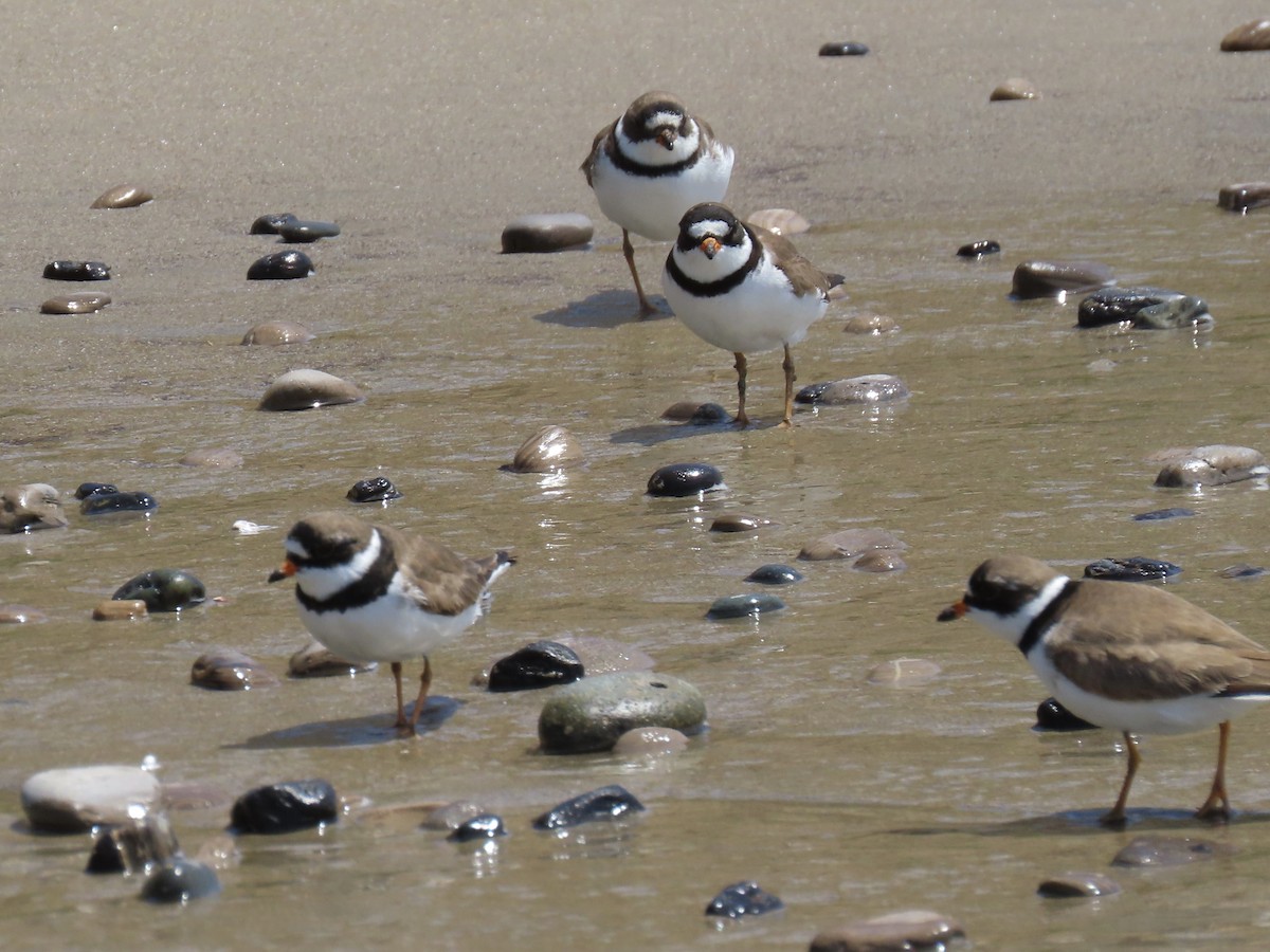 Semipalmated Plover - ML440560461