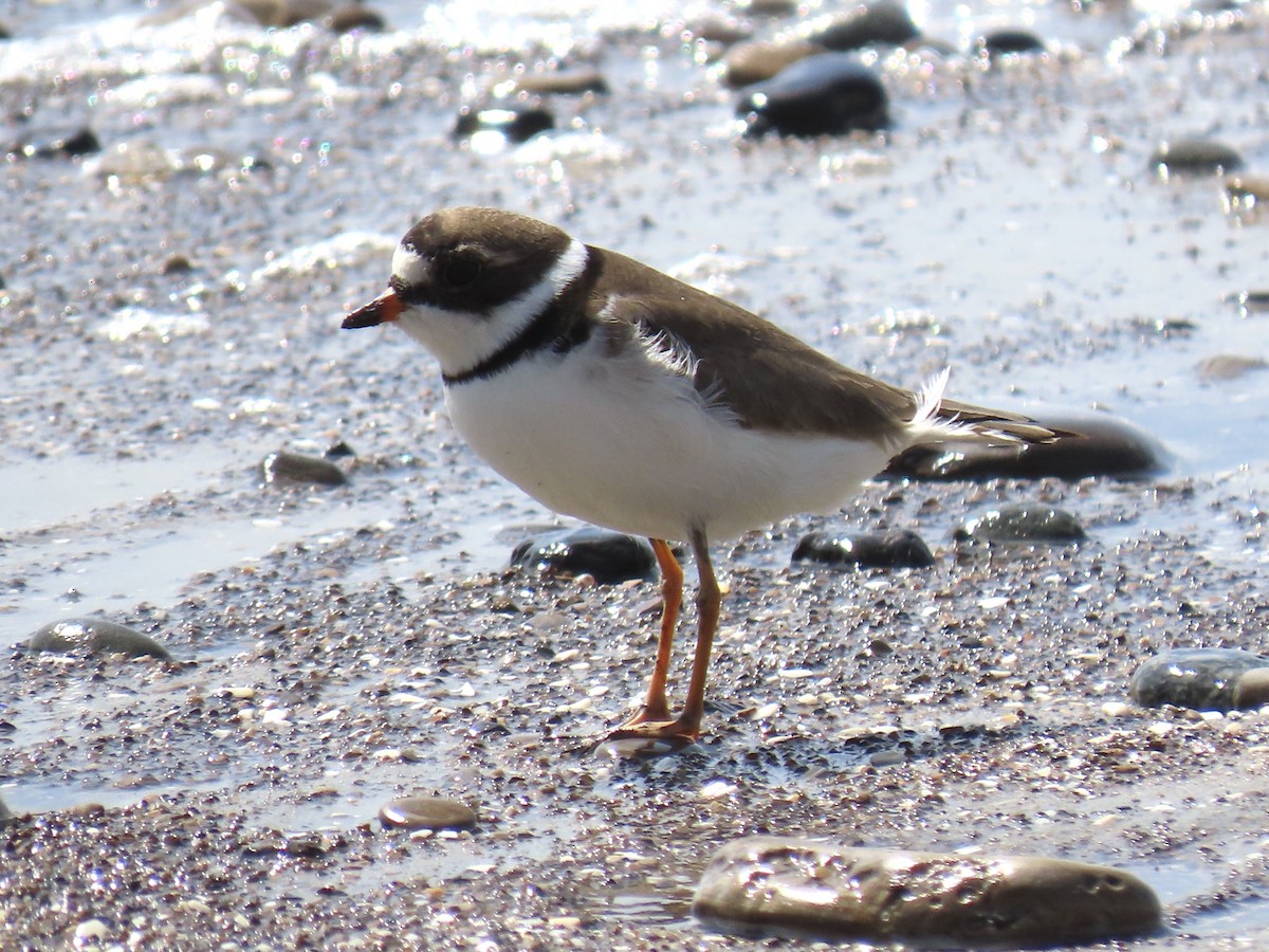 Semipalmated Plover - ML440560471