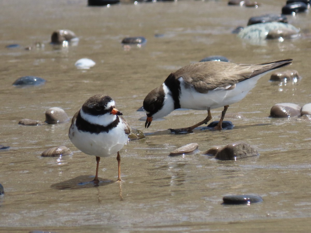 Semipalmated Plover - ML440560491